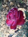 Morning rose in cold day in mobile phones