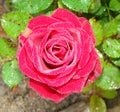 The morning rose with dew drops