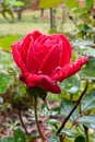 Morning rose with droplets of rain from the night before