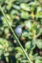 Morning routine of foraging for food Royalty Free Stock Photo