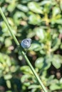 Morning routine of foraging for food Royalty Free Stock Photo