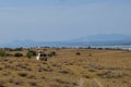 Game drive at Lake Magadi, Rift Valley, Kenya