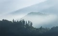 Morning scene of foggy forest and tree at Sun Moon Lake, Taiwan Royalty Free Stock Photo