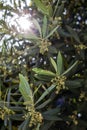 Morning scene of Olive tree in blossom on organic plantation. Close up. Natural background