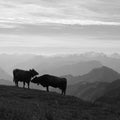 Morning scene seen from Rigi Kulm, cows and mountains Royalty Free Stock Photo