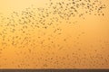 Morning scene of silhouetted flying seagulls over sea horizon Royalty Free Stock Photo