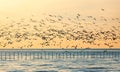 Morning scene of silhouetted flying seagulls over sea horizon Royalty Free Stock Photo