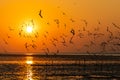 Morning scene of silhouetted flying seagulls over sea surface Royalty Free Stock Photo