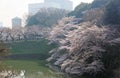 Morning scenery of amazing cherry blossom trees  Sakura  blooming vibrantly on the green grassy bank of a canal Royalty Free Stock Photo