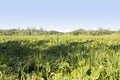 Morning scenery of a Bangladeshi village. uncultivated field. Royalty Free Stock Photo