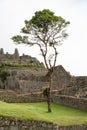 Morning scenery of Machu Picchu with the high tree view, Peru, vertical Royalty Free Stock Photo