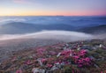 Morning scenery of meadows with blooming rhododendron, fog, high mountains and sunset. Majestic summer scenery.