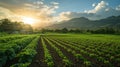 Morning Serenity: Farm Rows Bathed in Sunlight Royalty Free Stock Photo
