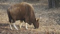 Morning shot of a bull gaur grazing at tadoba andhari tiger reserve