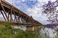 a morning shot of the old grafton bridge and flowering jacaranda tree at grafton Royalty Free Stock Photo