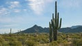 Morning shot of saguaro cactus and the ajo mnts at the organ pipe cactus national monument near ajo in arizona Royalty Free Stock Photo