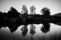 Morning Pond Reflection Black and White