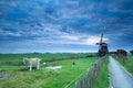 Morning sky over Dutch farm with windmill and goat Royalty Free Stock Photo