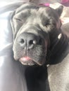 Morning sleeping cane corso italian mastiff