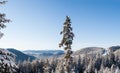 Morning snow-covered forest and mountain range of Montenegro in the distance Royalty Free Stock Photo