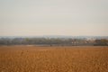 Morning Soybean awaiting harvest