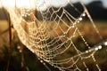 Morning spider spiderweb web drop nature water net closeup dew pattern wet macro Royalty Free Stock Photo