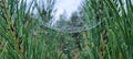 Morning Spider Web with Dew Drops Among Pine Needles Macro Royalty Free Stock Photo