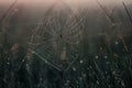 Spider web with water drops Royalty Free Stock Photo
