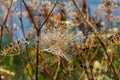 Morning spider web and flowers