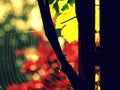 Morning spider web with red acer background