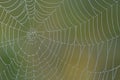 Morning spiderweb Royalty Free Stock Photo