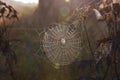 Morning spiderweb Royalty Free Stock Photo