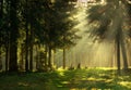 Morning in a spring forest Royalty Free Stock Photo