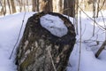 spring forest tree stump snow Royalty Free Stock Photo