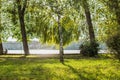 Morning spring fresh weather of outdoor park space and soft focus birch trees Royalty Free Stock Photo