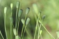 Morning in the spring garden.Fresh and green seed heads of poppy in the meadow.Spring beauty Royalty Free Stock Photo