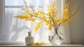 a morning spring still life arrangement featuring blooming broom branches placed in a jar of water, set beside a window