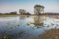 A morning spring view of a flooded large meadow and a single tree