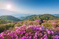 Morning and spring view of pink azalea flowers at Hwangmaesan Mountain with the background of sunlight and foggy mountain range Royalty Free Stock Photo