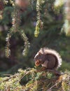 Morning squirrel Royalty Free Stock Photo