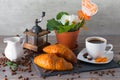 Morning still life concept. Coffee grinder, two buttery croissant , aroma coffee and flowers of primula on wooden background. Royalty Free Stock Photo