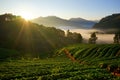 Morning at Strawberry farm at Doi Angkhang.