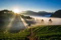 Morning Strawberry farm. Doi angkhang , Chiangmai. Royalty Free Stock Photo