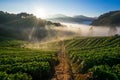 Morning Strawberry farm. Doi angkhang , Chiangmai.