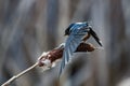 Morning streach Barn swallow making ready and  pruning for flight at the wetlands St Albert Alberta Royalty Free Stock Photo