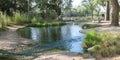 Morning Stream at Laguna Lake