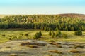 Morning summer forest-steppe landscape