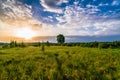 morning summer landscape with a lone tree in the meadow with sunrise and sunlight in the cloudy sky Royalty Free Stock Photo