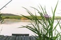Morning summer outdoors in nature. Fishing on the shore of the reservoir, flowering susak Butomus umbellatus next to the reeds on