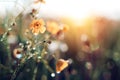 Morning summer or spring. Beautiful wildflowers with dew drops at dawn, light blur, selective focus. Shallow depth of field Royalty Free Stock Photo